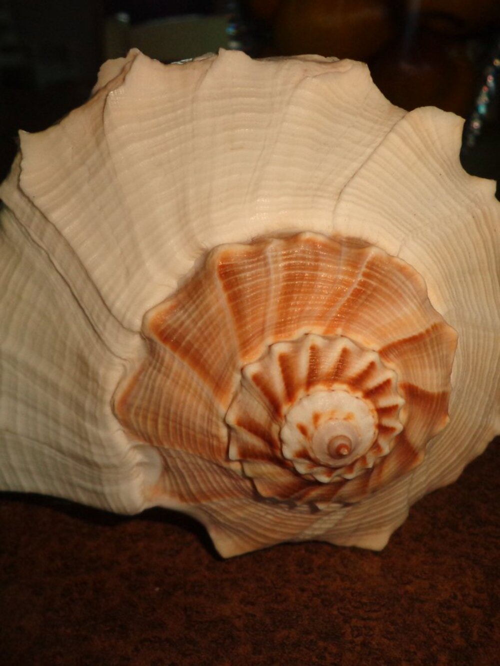Sea Shell Lightning Whelk 10" Nature's Beauty